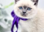 Matteo - Scottish Straight Cat For Sale - Watertown&comma; NY&comma; US