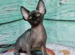 Jackson - Sphynx Cat For Sale - Pembroke Pines&comma; FL&comma; US