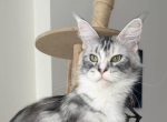 Alisa - Maine Coon Cat For Sale - Brighton&comma; CO&comma; US