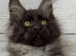 Ilana - Maine Coon Cat For Sale - Brighton&comma; CO&comma; US