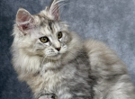 Lady - Maine Coon Cat For Sale - Brighton&comma; CO&comma; US