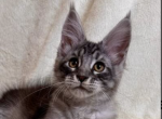 Axel - Maine Coon Cat For Sale - Brighton&comma; CO&comma; US