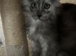 Hyde - Maine Coon Cat For Sale - Bechtelsville&comma; PA&comma; US