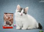 Della - Munchkin Cat For Sale - Pembroke Pines&comma; FL&comma; US
