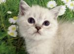 Valentine Scottish Fold Silver colorpoint boy - Scottish Fold Cat For Sale - Odessa&comma; FL&comma; US