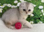 Whiskey Scottish Fold Silver shaded boy - Scottish Fold Cat For Sale - Odessa&comma; FL&comma; US
