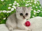 Whistler Scottish Fold Silver spotted boy - Scottish Fold Cat For Sale - Odessa&comma; FL&comma; US