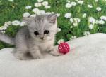 Viking Scottish Fold Silver spotted boy - Scottish Fold Cat For Sale - Odessa&comma; FL&comma; US