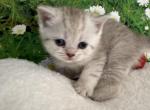 Xena Scottish Fold Chocolate Spotted girl - Scottish Fold Cat For Sale - Odessa&comma; FL&comma; US