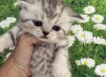 Poppy Scottish Fold Silver Spotted girl - Scottish Fold Cat For Sale - Odessa&comma; FL&comma; US