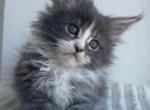 Lulu Polydactyl - Maine Coon Cat For Sale - Grayslake&comma; IL&comma; US