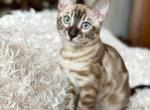 Nico - Bengal Cat For Sale - Hollywood&comma; FL&comma; US