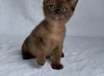 Loki - Burmese Cat For Sale - Staten Island&comma; NY&comma; US
