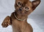 Linda - Burmese Cat For Sale - Staten Island&comma; NY&comma; US