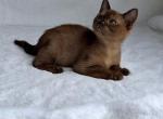 Leo - Burmese Cat For Sale - Staten Island&comma; NY&comma; US