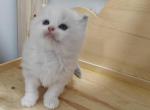 Bicolor Kitten Male - Ragdoll Cat For Sale - Westborough&comma; MA&comma; US