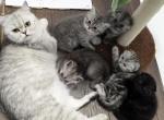 3 boys and 2 girls available for reservation - Scottish Fold Cat For Sale - FL&comma; US