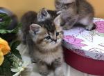Gold - Scottish Straight Kitten For Sale - 