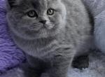 Porshe - British Shorthair Cat For Sale - Pembroke Pines&comma; FL&comma; US