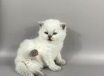 Germes - British Shorthair Cat For Sale - Pembroke Pines&comma; FL&comma; US