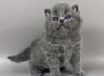 Garold - British Shorthair Cat For Sale - Pembroke Pines&comma; FL&comma; US