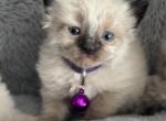 Sweet Pea - Balinese Cat For Sale - Plainfield&comma; IN&comma; US