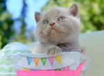 Zu - British Shorthair Cat For Sale - Vancouver&comma; WA&comma; US