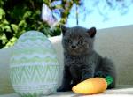Ro - British Shorthair Cat For Sale - Vancouver&comma; WA&comma; US