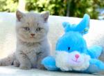 Mi - British Shorthair Cat For Sale - Vancouver&comma; WA&comma; US