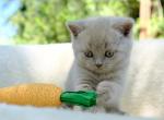 Bo - British Shorthair Cat For Sale - Vancouver&comma; WA&comma; US