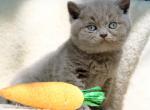 Po - British Shorthair Cat For Sale - Vancouver&comma; WA&comma; US