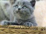 Pi - British Shorthair Cat For Sale - Vancouver&comma; WA&comma; US