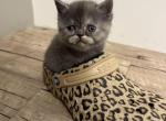 Greisy - Exotic Cat For Sale - Sunderland&comma; MA&comma; US