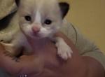 Green collar Ragdoll kitten Kats ravishing ragdoll - Ragdoll Cat For Sale - Lancaster&comma; PA&comma; US