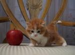 Henry - Scottish Straight Cat For Sale - North Richland Hills&comma; TX&comma; US