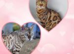 Yeti Echo Litter due in May - Bengal Cat For Sale - Daytona Beach&comma; FL&comma; US