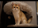 Alena - British Shorthair Cat For Sale - San Mateo&comma; CA&comma; US