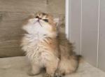 Roxy - British Shorthair Cat For Sale - Caldwell&comma; ID&comma; US