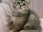 Lusy - Scottish Straight Cat For Sale - Buffalo Grove&comma; IL&comma; US