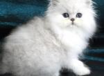 Chinchilla Silver kittens - Persian Cat For Sale - Sacramento&comma; CA&comma; US
