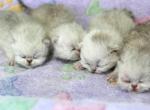 Silver Persians - Persian Cat For Sale - Sacramento&comma; CA&comma; US
