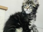 Osaka - Maine Coon Cat For Sale - Charlotte&comma; NC&comma; US