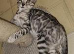 Silver Clouded Male Green Collar - Bengal Cat For Sale - Bradner&comma; OH&comma; US