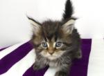Brown Tabby Female Maine Coon pix taken April 20 - Maine Coon Cat For Sale - Union City&comma; MI&comma; US