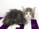 Blue Tabby WWhite F Maine Coon pix taken April 20 - Maine Coon Cat For Sale - Union City&comma; MI&comma; US