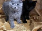 Buddy - Russian Blue Cat For Sale - Rockford&comma; IL&comma; US
