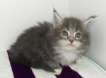 Blue Tabby WWhite F Maine Coon pix taken April 20 - Maine Coon Cat For Sale - Union City&comma; MI&comma; US