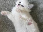 Avail April 6 Patrick - Ragdoll Cat For Sale - Front Royal&comma; VA&comma; US