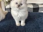 Ragdoll kittens available now - Ragdoll Cat For Sale - Front Royal&comma; VA&comma; US