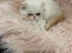 Vortex - Scottish Fold Cat For Sale - 